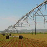 Cultivo de maíz regado con Pivot