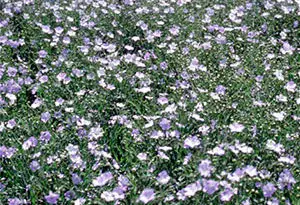 lino, yute, cáñamo y soja para hacer coches
