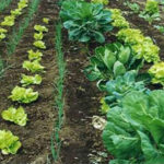 Biocarbón utilizado como fertilizante ecológico