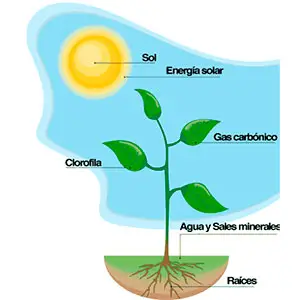 sin la fotosíntesis se habría interrupido la evolución