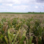 Medidas para mejorar la rentabilidad del campo