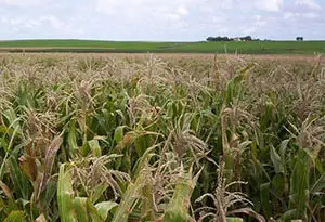 medidas para mejorar la rentabilidad del campo