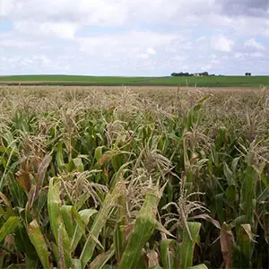medidas para mejorar la rentabilidad del campo