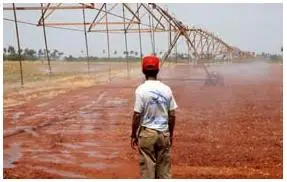 Riego electrificado en La Habana El riego electrificado genera más alimentos en Cuba