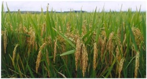 Cultivo de arroz en Gelsa, Aragón