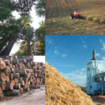 biomasa, fuente de energía renovable ecológica