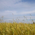 Cultivo de trigo en los Monegros, Aragón