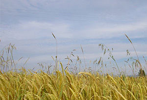 cultivo de trigo en los Monegros, Aragón