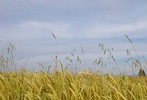 cultivo de trigo en los Monegros, Aragón
