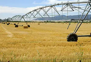 el Pivote reduce el consumo de agua y la mano de obra