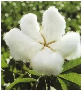 algodón Plantación de algodón