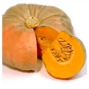 calabaza Cultivo de calabaza