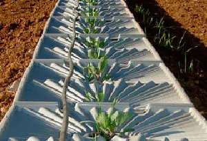 aprovechamiento de las gotas de rocío para regar