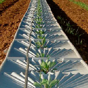 riego con gotas de rocío aprovechamiento de las gotas de rocío para regar