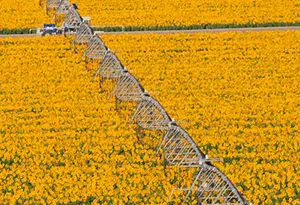 riego mecanizado por aspersión en cultivo de girasol