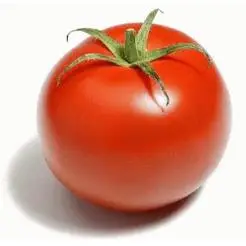 tomate tomate regado con agua tratada por ondas magnéticas