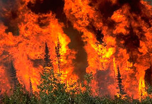 consecuencias ecológicas de los incendios forestales