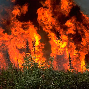 Consecuencias ecológicas de los incendios forestales