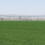 Cultivo de alfalfa mediante riego pivot