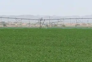cultivo de alfalfa mediante riego Pivot