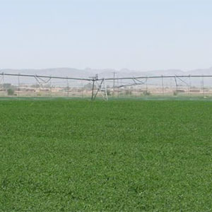 Cultivo de alfalfa mediante riego pivot