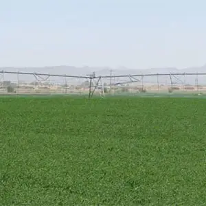 cultivo de alfalfa mediante riego Pivot
