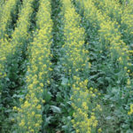 Cultivo de mostaza con pivote de riego