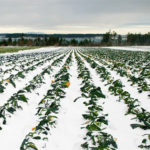 Resistencia al frio de las plantas