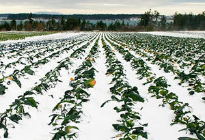 resistencia al frio de las plantas