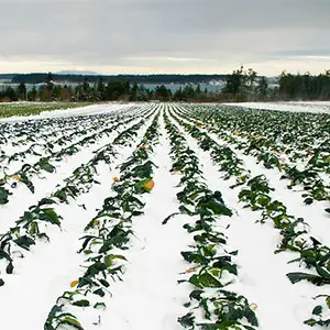 resistencia al frío de los cultivos resistencia al frio de las plantas