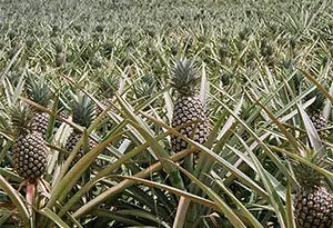 cultivo de piña en Costa Rica