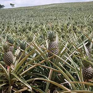 cultivo de piña en Costa Rica