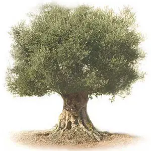 necesidades de agua del olivo