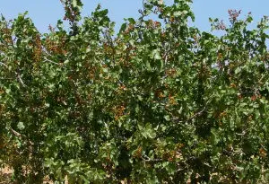 producción de pistacho