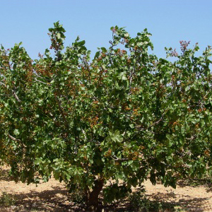 Producción de pistacho - Ayudas para el cultivo de pistachos