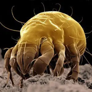 ácaro microorganismos fundamentales en el suelo