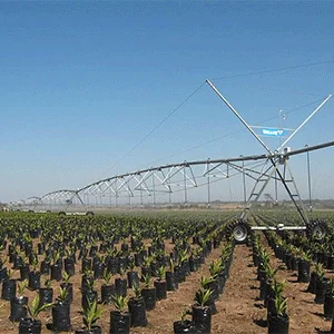 cultivo de palma de aceite cultivo de palma de aceite con Pivot