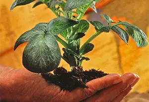 fertirrigación con Pivot y urea de la papa