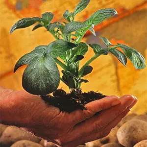 planta de patata fertirrigación con Pivot y urea de la papa