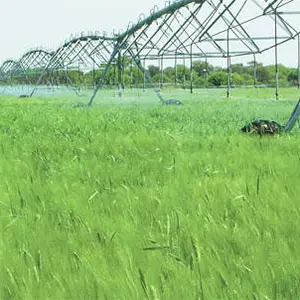 cereal con riego Pivot cultivo de cereal con riego mecanizado