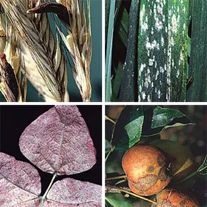 prevención de plagas y enfermedades técnicas de prevención de plagas y enfermedades en los cultivos