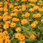 Cultivo de flores comestibles
