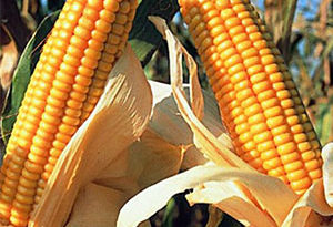 productos agrícolas modificados genéticamente