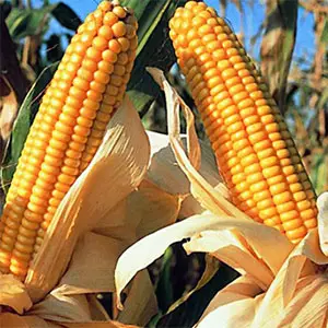 productos agrícolas modificados genéticamente