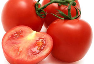 alta rentabilidad en el cultivo de tomate