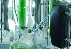 microorganismos positivos para el suelo y los cultivos