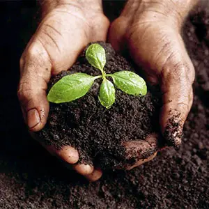 compost a partir de la mezcla de diversas materias orgánicas