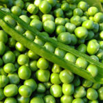 Producción agrícola: tipos y conservas de guisantes