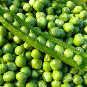 la planta del guisante guisante