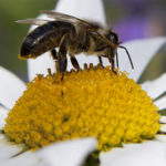 Biodiversidad para la proliferación de polinizadores